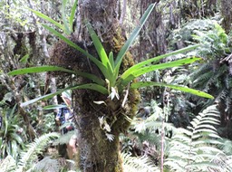 5 Jumellea triquetra 