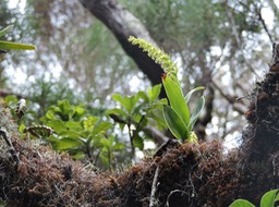 8 Benthamia nigrescens 