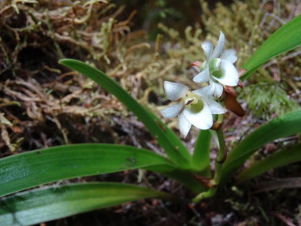 Angaecum striatum - EPIDENDROIDEAE - Endémique Réunion