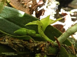 Angraecum costatum P1530648