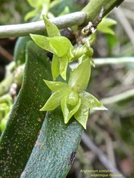 Angraecum costatum P1530675