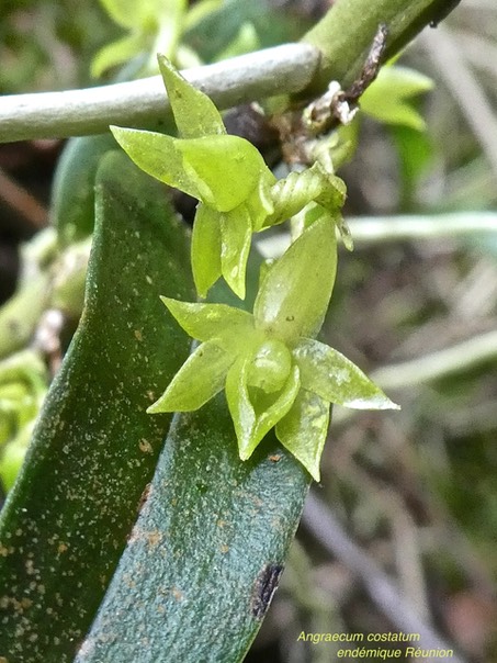 Angraecum costatum P1530675