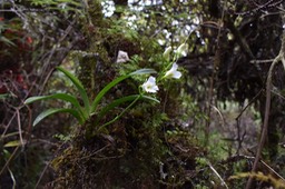 Beclardia macrostachya - EPIDENDROIDEAE - Indigène Réunion