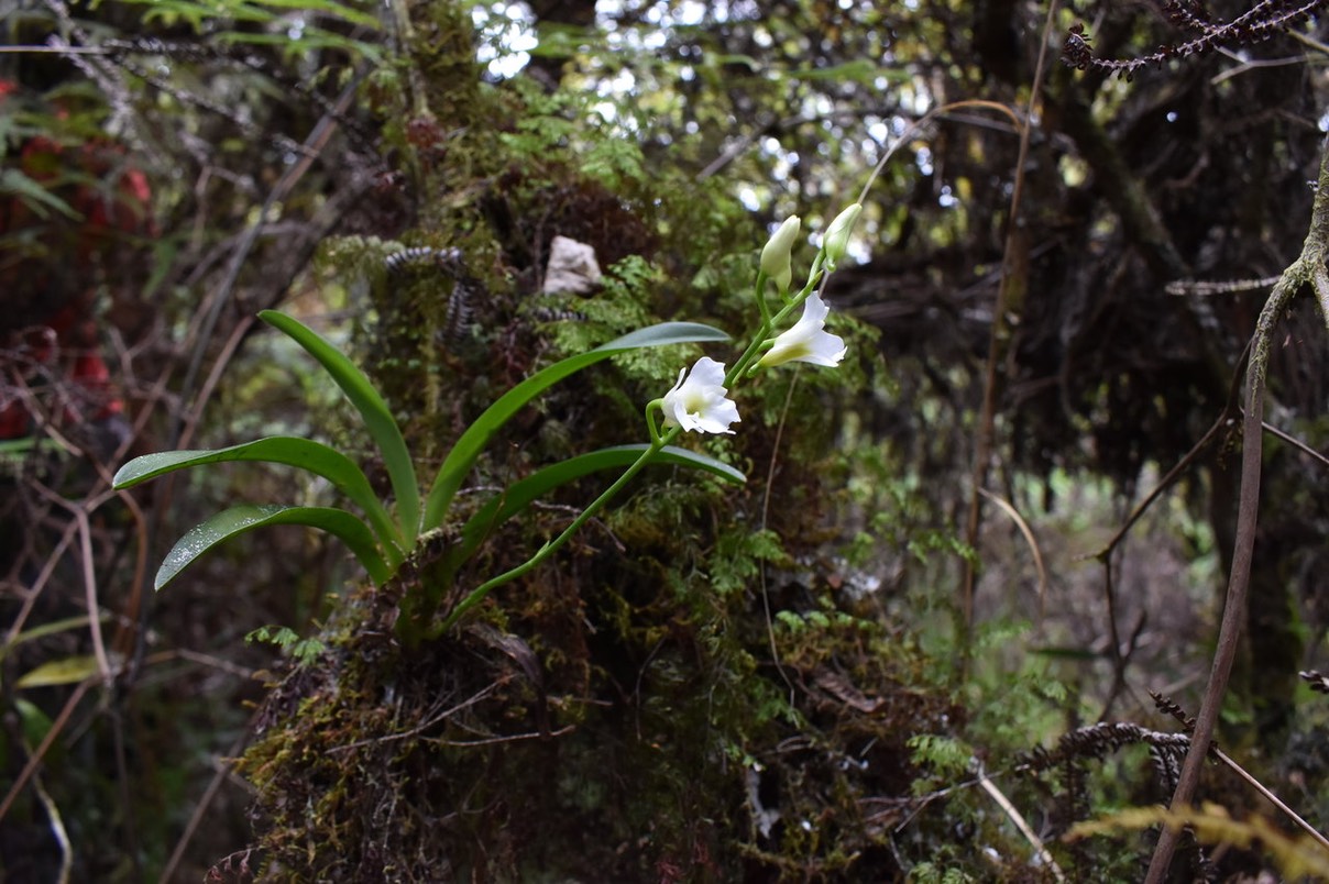 Beclardia macrostachya - EPIDENDROIDEAE - Indigène Réunion
