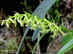 Benthamia nigrescens P1530752