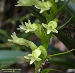Benthamia nigrescens P1530773