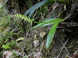 Benthamia nigrescens P1530751