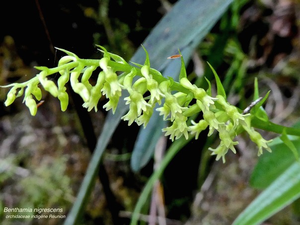 Benthamia nigrescens P1530752