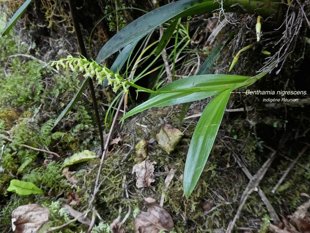 Benthamia nigrescens P1530751