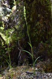 Benthamia sp4 - ORCHIDOIDEAE - 