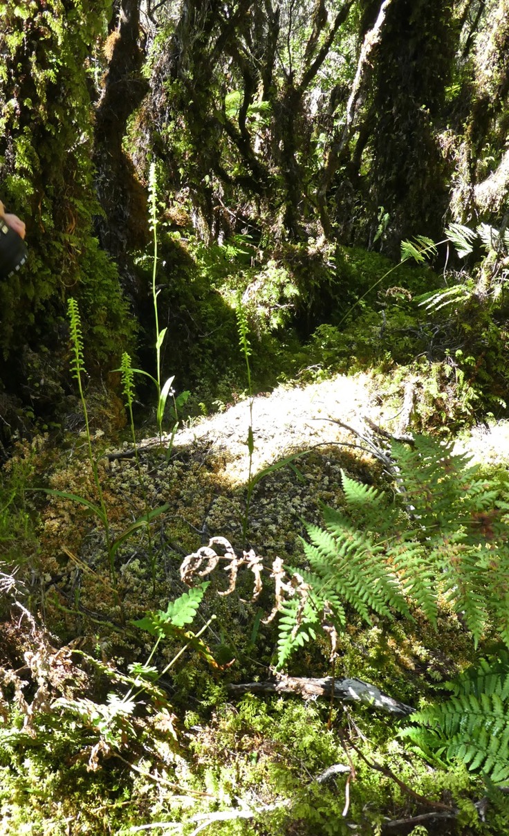 Benthamia spiralis P1530384