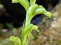 Benthamia spiralis P1530402