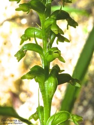 Benthamia spiralis P1530413