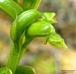 Benthamia spiralis P1530419