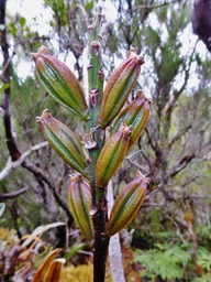 Bulbophyllum cylindrocarpum