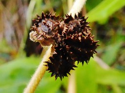 Cynoglossum cernum BORAGINAC.