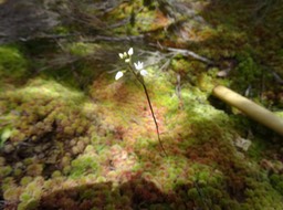 Cynorkis coccinelloides - ORCHIDOIDEAE - indigène Réunion