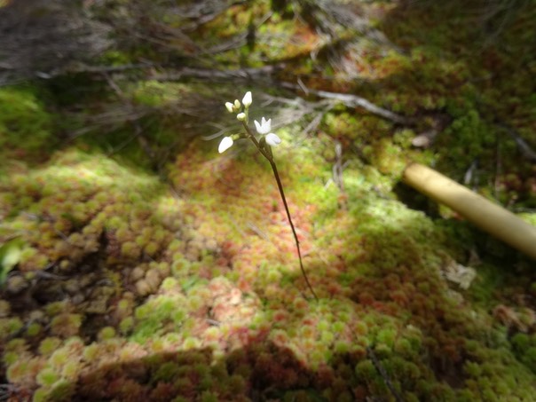 Cynorkis coccinelloides - ORCHIDOIDEAE - indigène Réunion