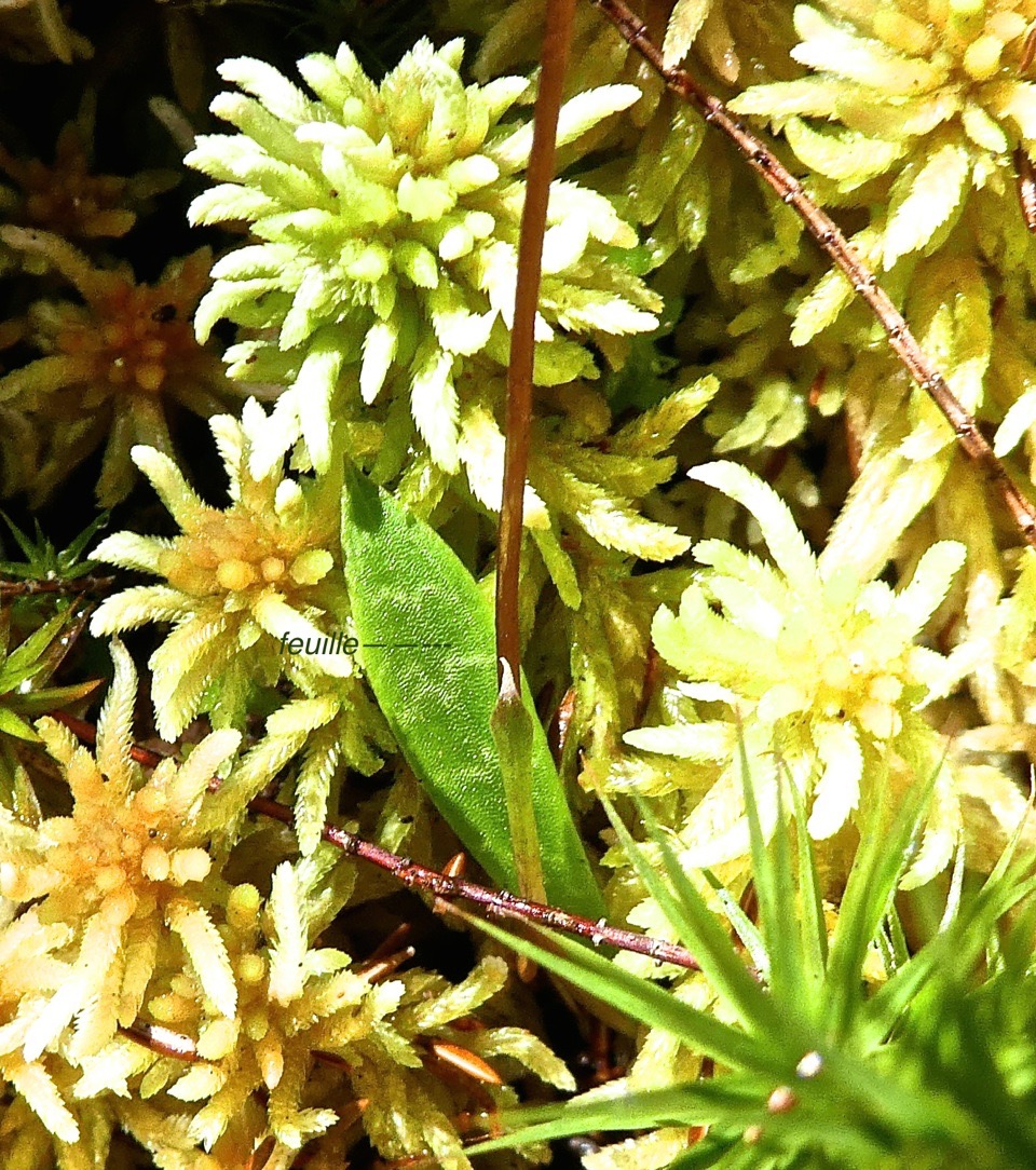 Cynorkis coccinelloides .sur fond de sphaigne .feuille à la base de la tige P1530359
