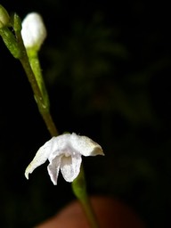 Cynorkis coccinelloides P1530380