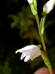 Cynorkis coccinelloides P1530379