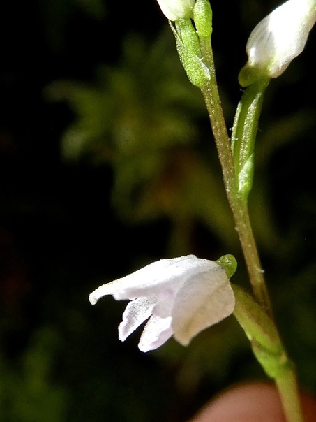 Cynorkis coccinelloides P1530379
