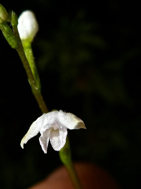 Cynorkis coccinelloides P1530380