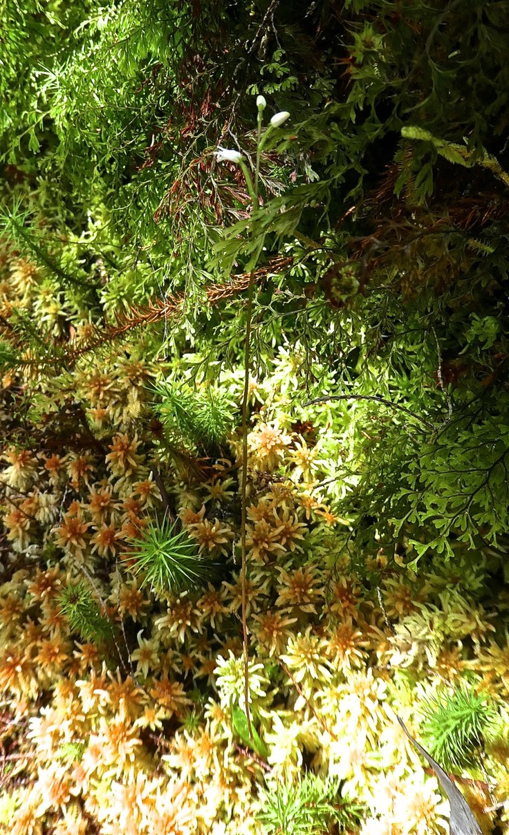 Cynorkis coccinelloides P1530357