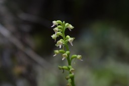 Cynorkis falcata - ORCHIDOIDEAE - Endémique Réunion