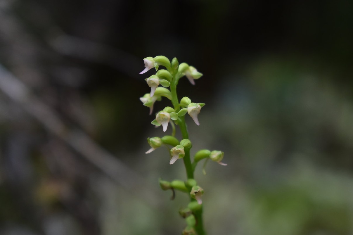 Cynorkis falcata - ORCHIDOIDEAE - Endémique Réunion
