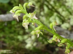 Cynorkis falcata .endémique Réunion P1530798