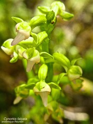 Cynorkis falcata P1530795