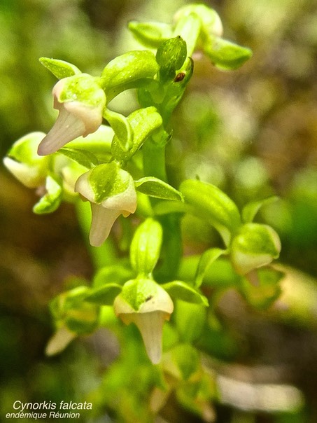 Cynorkis falcata P1530795