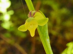 Cynorkis micrantha (1)