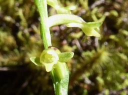 Cynorkis micrantha (2)