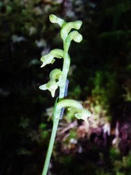 Cynorkis micrantha