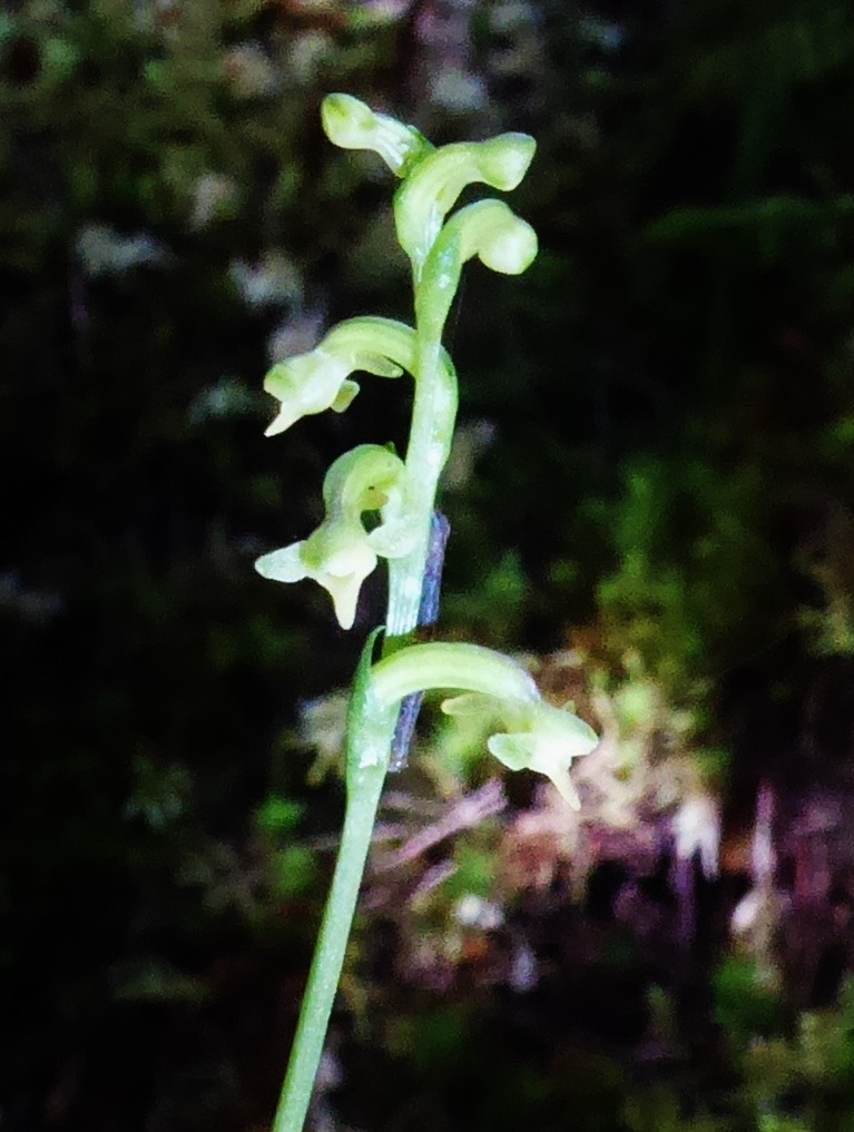 Cynorkis micrantha