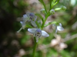 Cynorkis trilinguis (?) - ORCHIDOIDEAE  - endémique Réunion