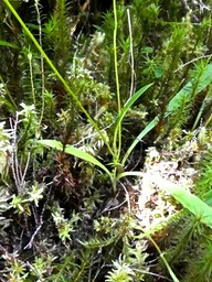 Cynorkis trilinguis . endémique Réunion P1530327