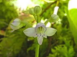 Cynorkis trilinguis .endémique Réunion P1530353