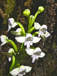 Cynorkis trilinguis .endémique Réunion P1530341
