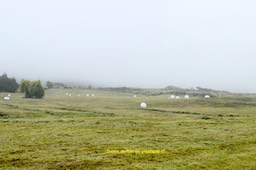 DSC_8694