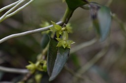 Fleur de Angraecum costatum