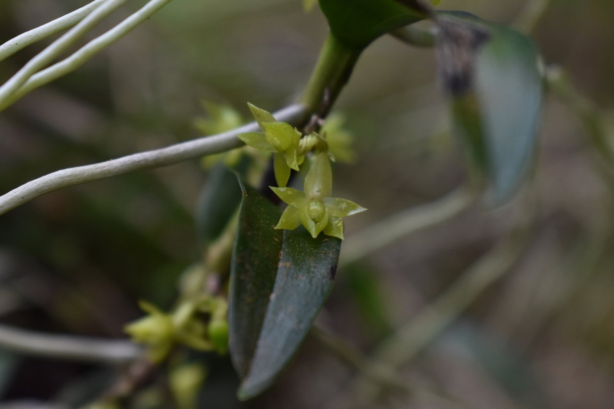 Fleur de Angraecum costatum