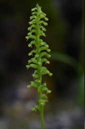 Inflorescence de Benthamia sp4 - 