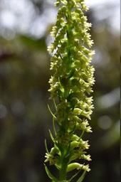 Inflorescence de Benthamia nigrescens