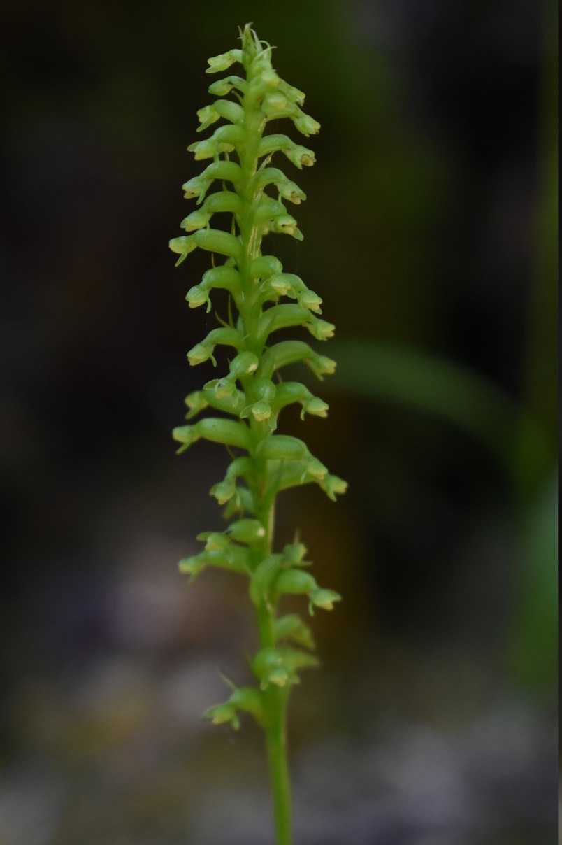 Inflorescence de Benthamia sp4 - 