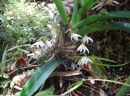 Jumellea triquetra - EPIDENDROIDEAE - Endémique Réunion