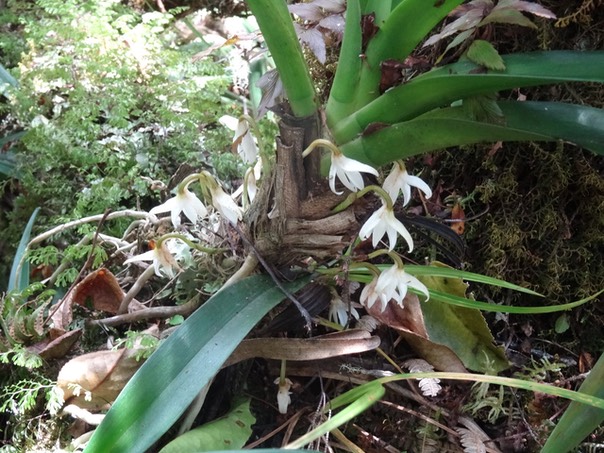 Jumellea triquetra - EPIDENDROIDEAE - Endémique Réunion