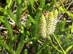 Lycopodium clavatum . épis sporifères  et spores P1530500